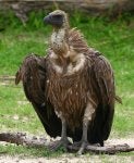 Bird Vertebrate Beak Bird of prey Vulture